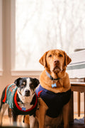 Orthopedic memory-foam pet bed