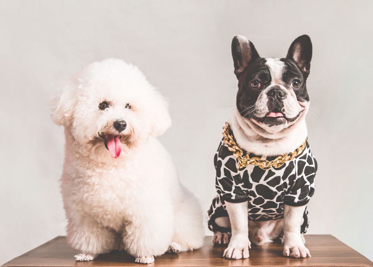 Signature ID leather dog collar