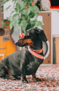 Trail rope dog leash