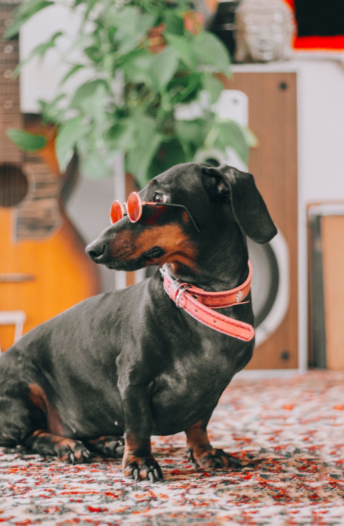 Trail rope dog leash
