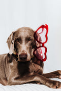 Waterproof dog coat
