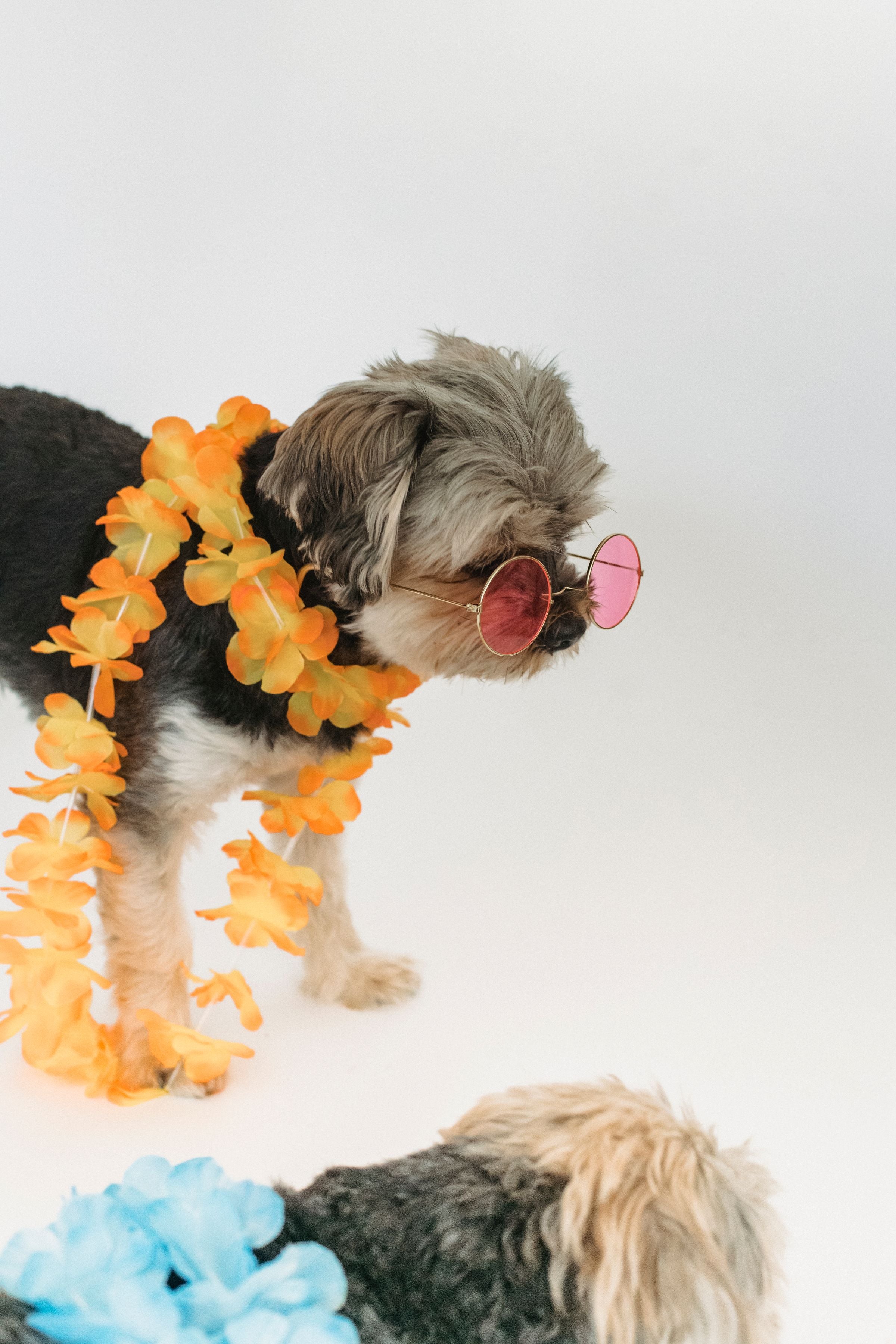Wolf and Willow premium pet accessories