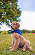 Natural rubber dog chew toy