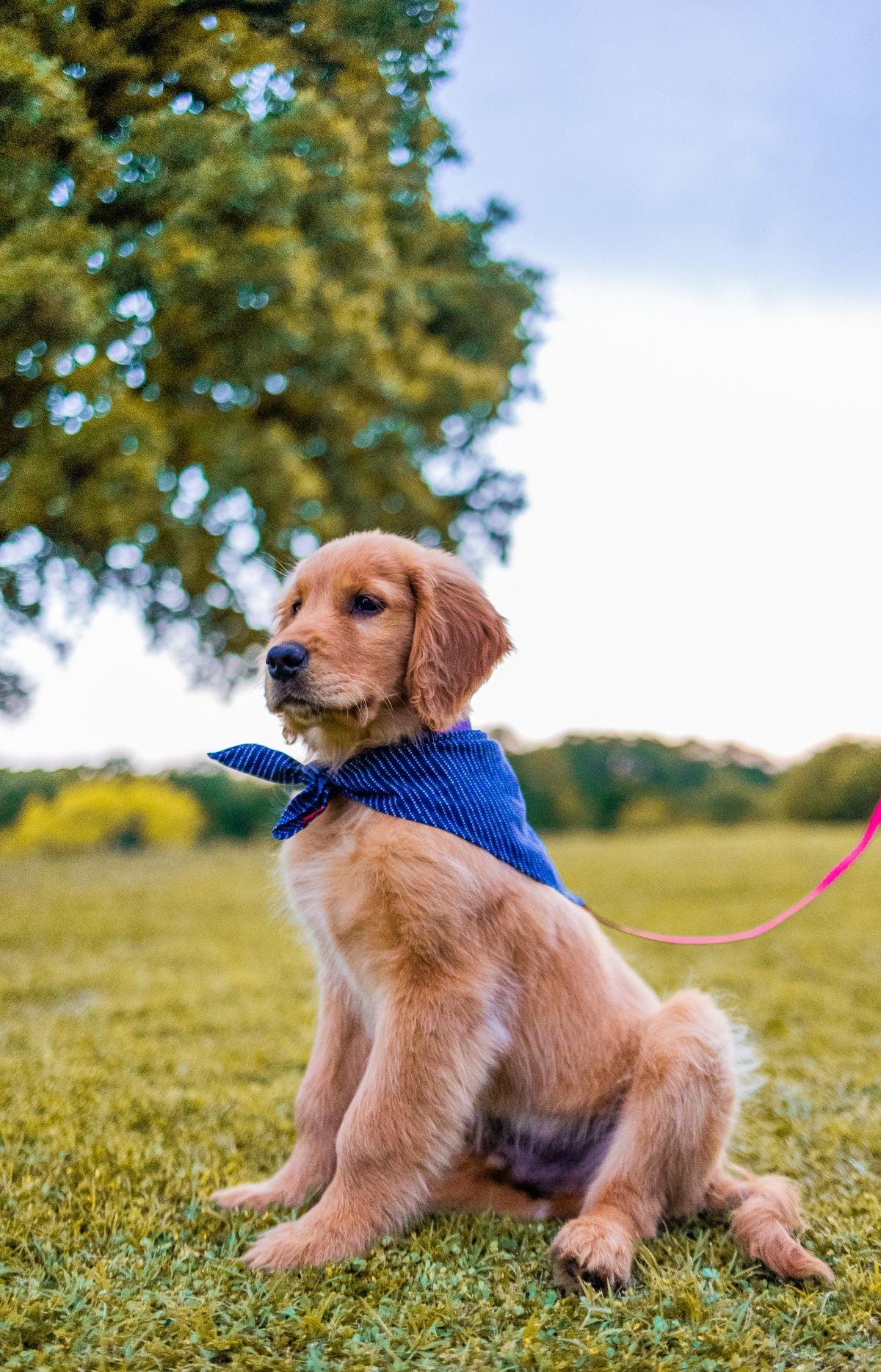 Natural rubber dog chew toy